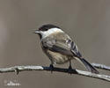 Parus montanus