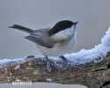 Parus montanus