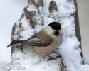 Parus montanus