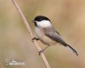 Parus montanus