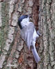 Parus palustris