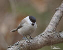 Parus palustris