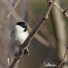 Parus palustris