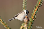 Parus palustris