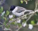 Parus palustris