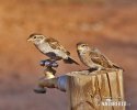 Passer domesticus