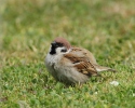 Passer montanus