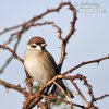 Passer montanus