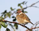 Passer montanus