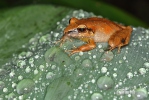 Pastures Rainfrog