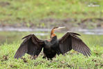 Pato aguja africano