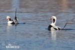 Pato-de-cauda-afilada