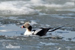 Pato-de-cauda-afilada