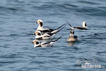 Pato-de-cauda-afilada