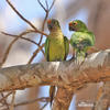 Peach-fronted Parakeet