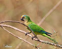 Peach-fronted Parakeet