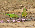 Peach-fronted Parakeet