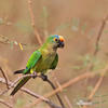 Peach-fronted Parakeet