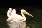 Pelecanus onocrotalus