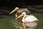 Pelecanus onocrotalus