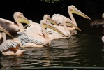 Pelicano-branco