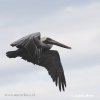 Pelicano-pardo