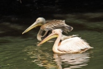 Pelikan różowy