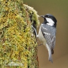 Periparus ater