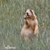 Perrito de la pradera de cola blanca