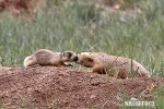 Perrito de la pradera de cola blanca