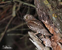 Petit-duc scops