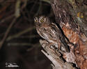 Petit-duc scops