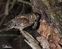 Petit-duc scops