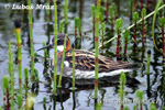 Phalarope à bec étroit