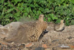 Phasianus colchicus