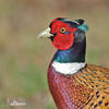 Pheasant