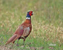 Pheasant