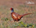 Pheasant