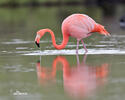 Phoenicopterus ruber