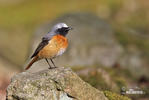 Phoenicurus phoenicurus