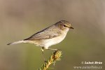 Phylloscopus collybita