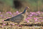 Picazuro Pigeon