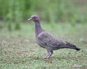 Picazuro Pigeon