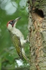 Picus viridis