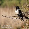 Pied Crow