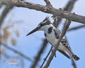 Pied Kingfisher