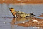 Pin-tailed Sandgrouse