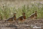 Pin-tailed Sandgrouse