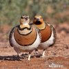 Pin-tailed Sandgrouse