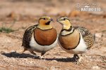 Pin-tailed Sandgrouze